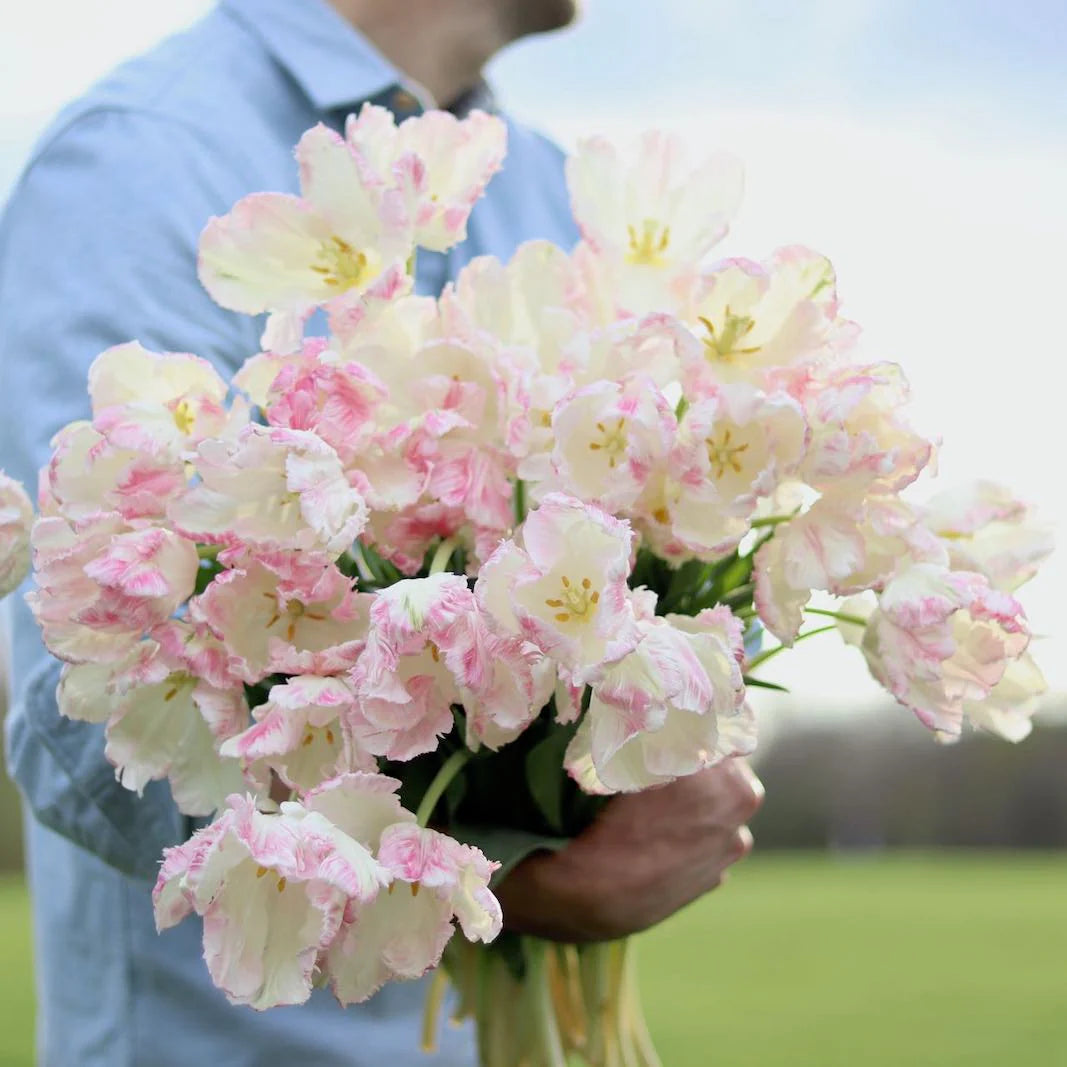 Smith & Munson Easter parrot tulips - available from Thursday 17th April