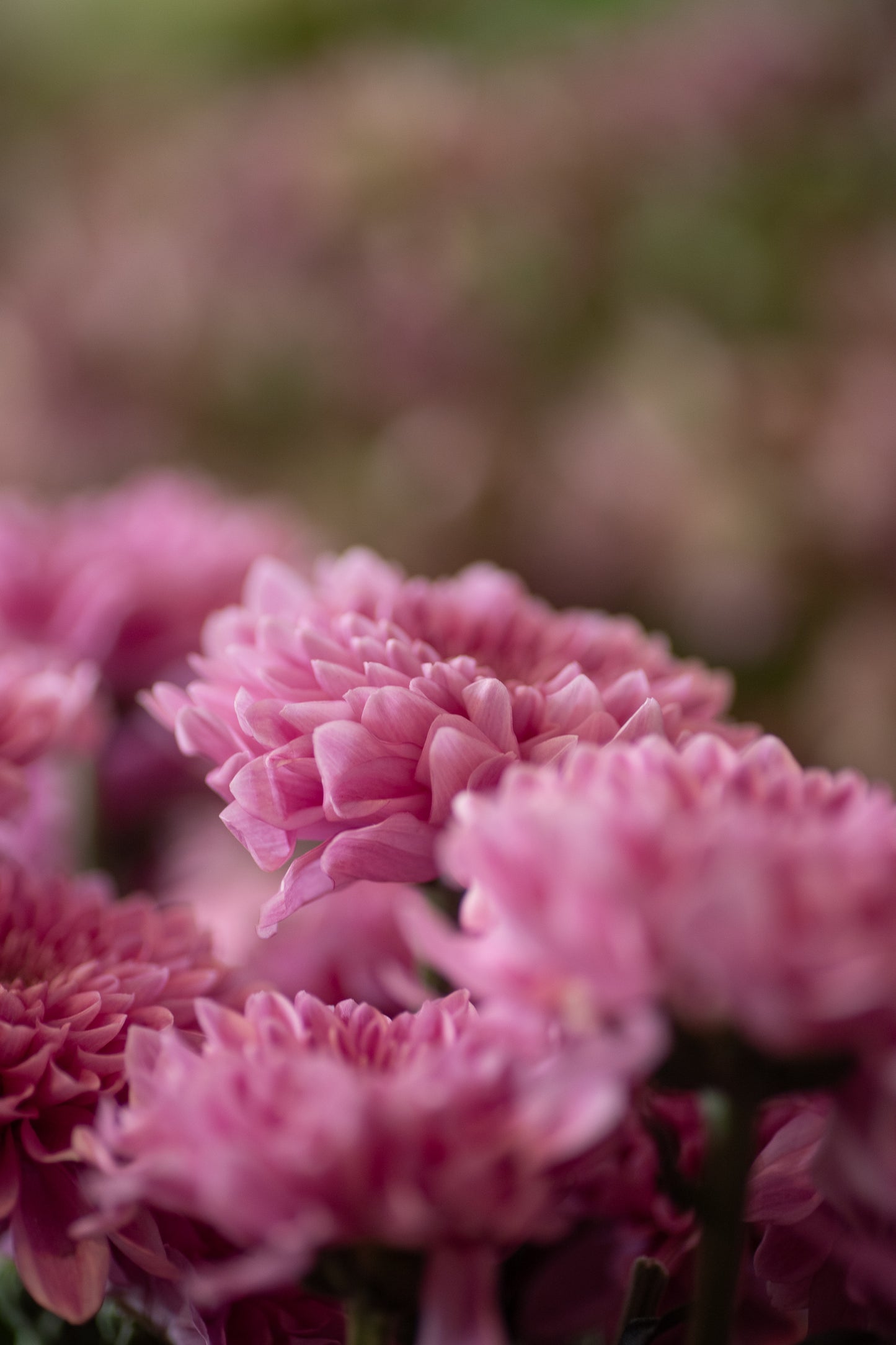 Bouquet subscriptions