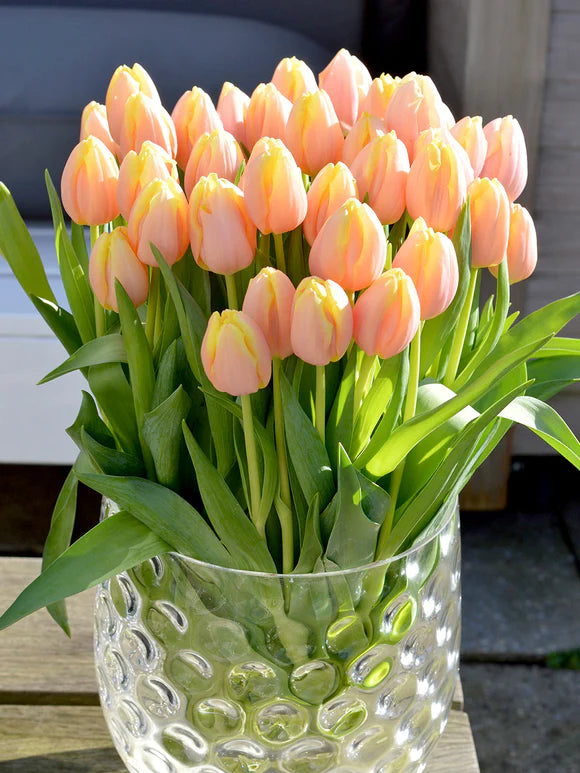 Smith & Munson 'Mango Charm' tulips - available from Friday 11th April