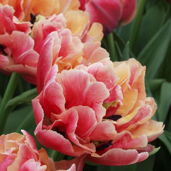 Smith & Munson Easter tulips in yellow mix - available from Thursday 17th April