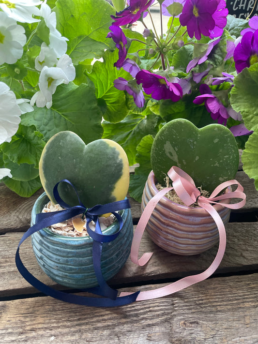 Love heart Hoya pot plant