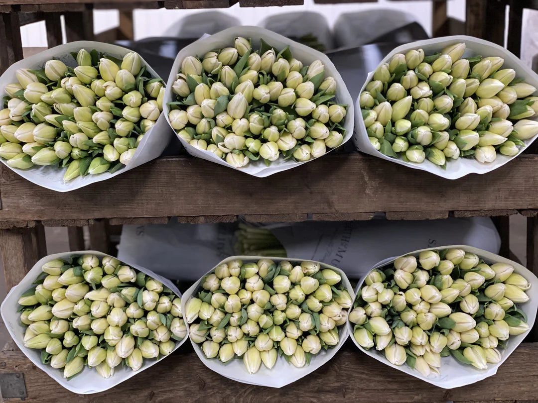 Smith and Munson Christmas Tulips - pre-order for Christmas week