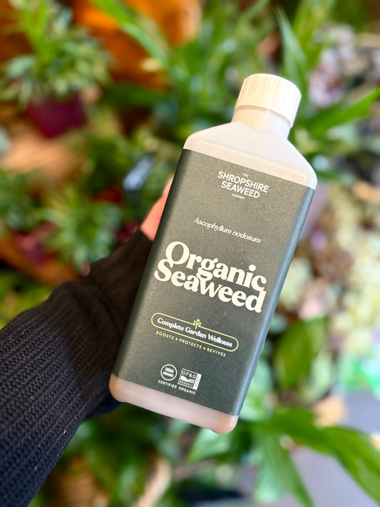 Shropshire Seaweed organic seaweed plant fertiliser