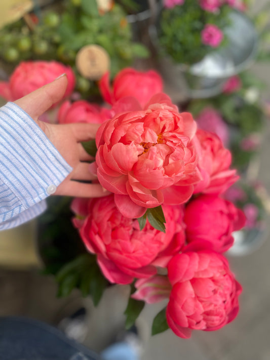 4-week peony subscription - available to order until 11th June