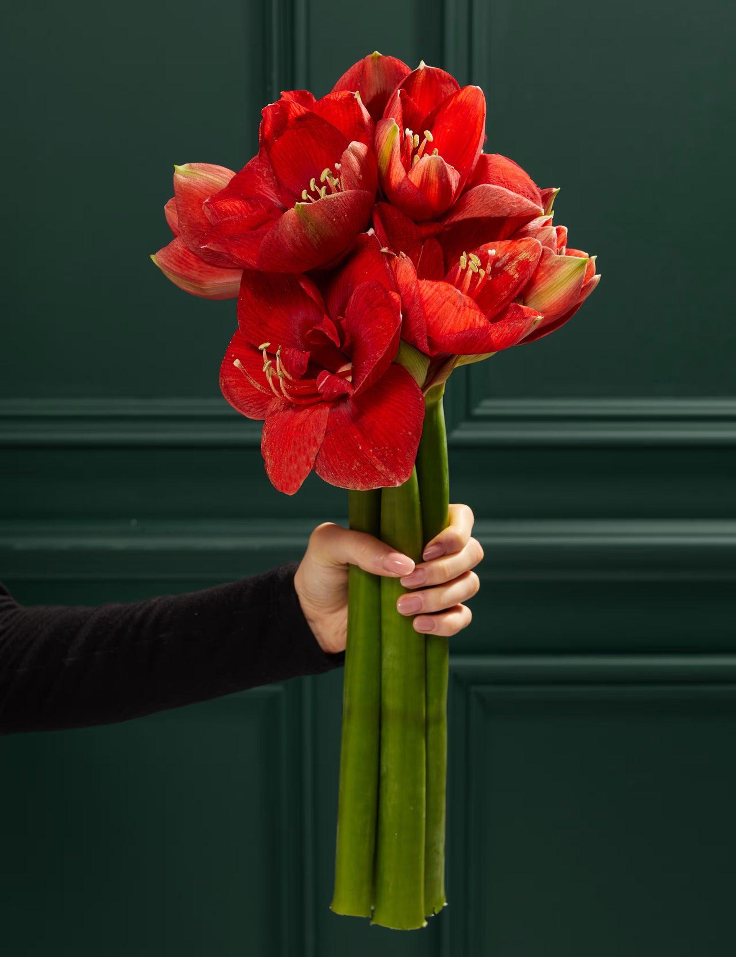 Red Ferrari Amaryllis stems - pre-order for Christmas week